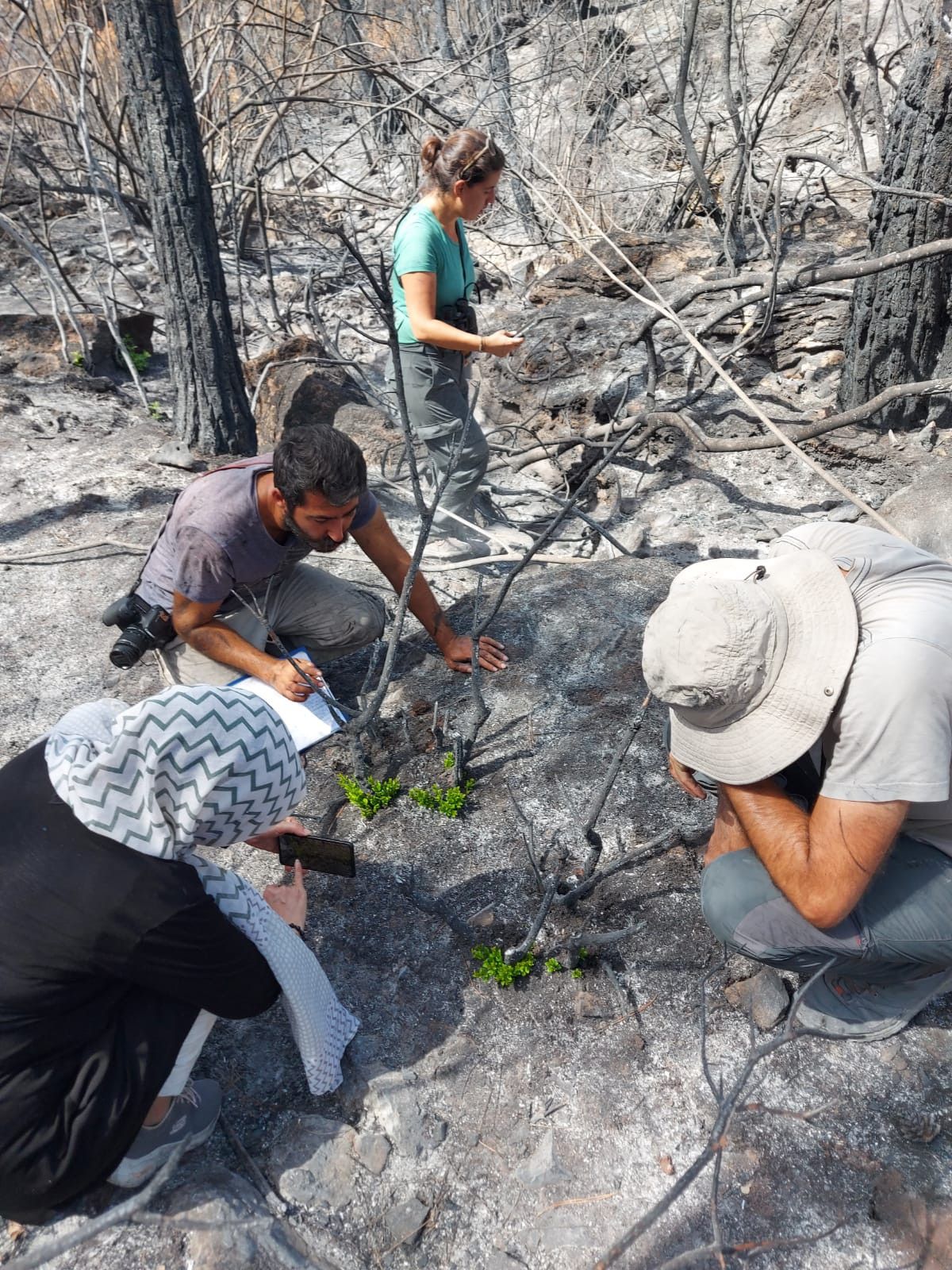 Muğla da yanan ormanlara ekolojik restorasyon yapılıyor #6