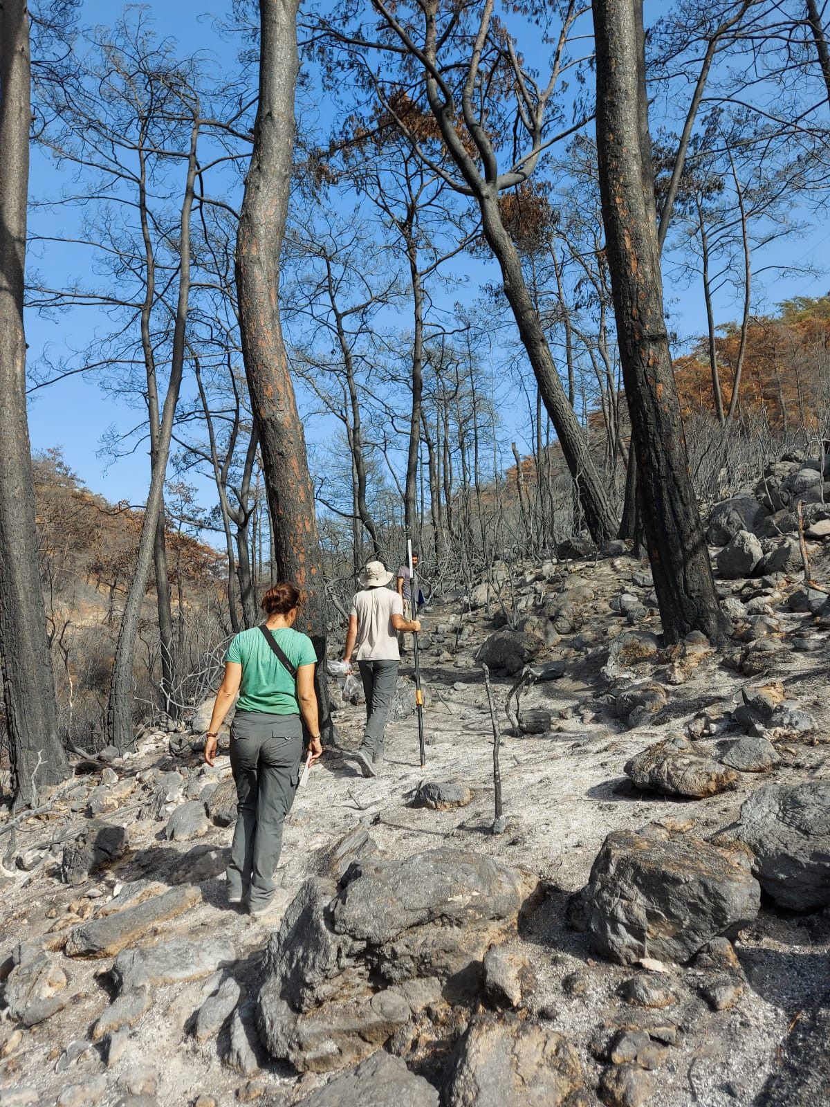 Muğla da yanan ormanlara ekolojik restorasyon yapılıyor #4