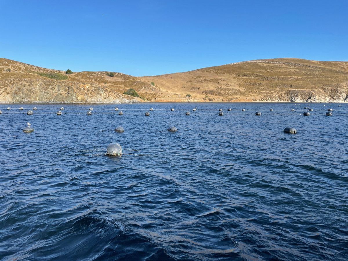 Marmara Denizi nde midyeler, saatte 11 milyar litre suyu filtre edecek #2
