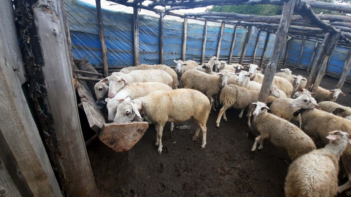 Kastamonu da iki ağıla saldıran ayı, 25 koyunu telef etti #5