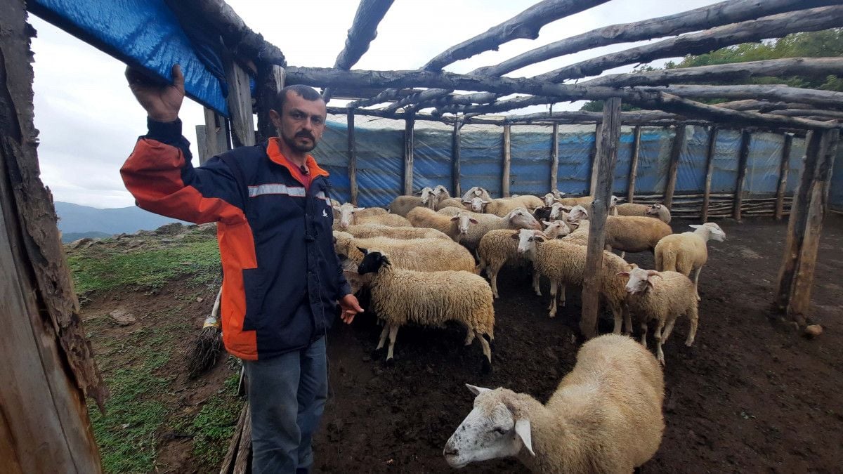 Kastamonu da iki ağıla saldıran ayı, 25 koyunu telef etti #3