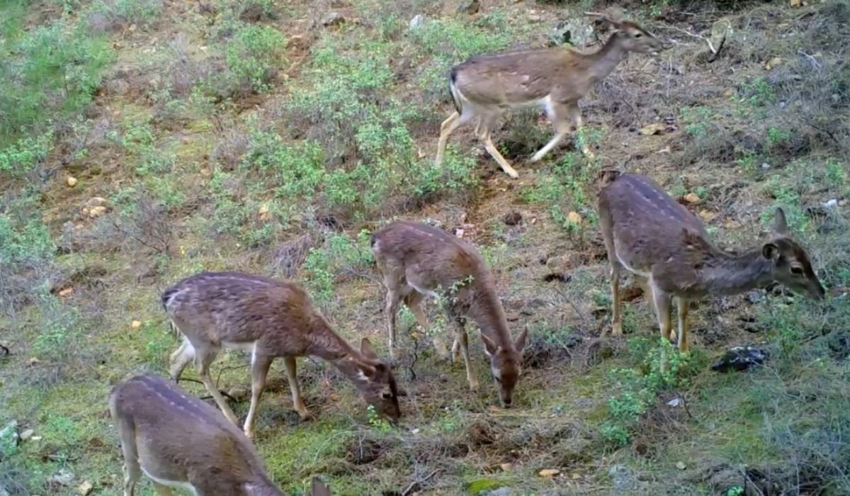 Dünyada genetiği bozulmamış tek saf alageyik ırkı Türkiye’de #4