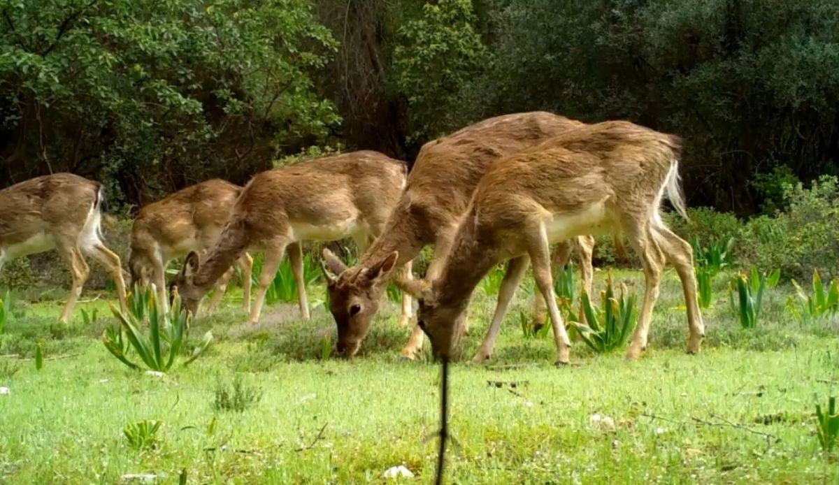 Dünyada genetiği bozulmamış tek saf alageyik ırkı Türkiye’de #3