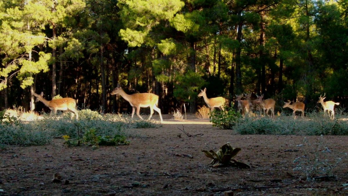 Dünyada genetiği bozulmamış tek saf alageyik ırkı Türkiye’de #2