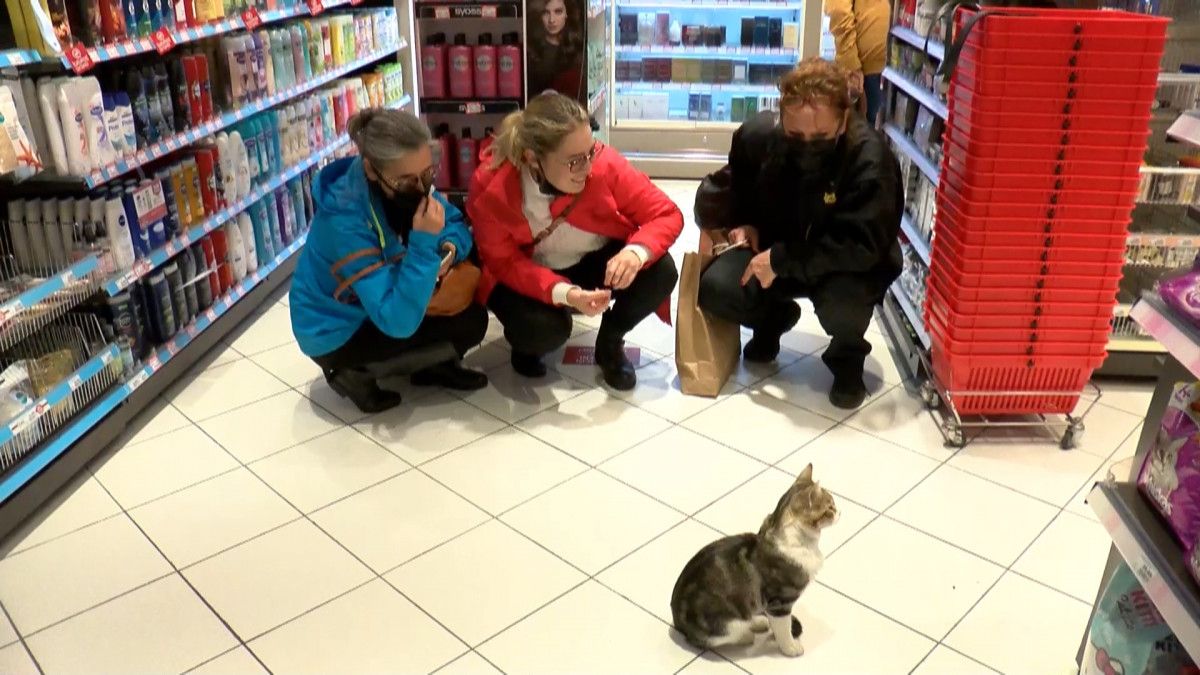 Kadıköy de bir kedi, girdiği markette kendine zorla mama aldırdı #3