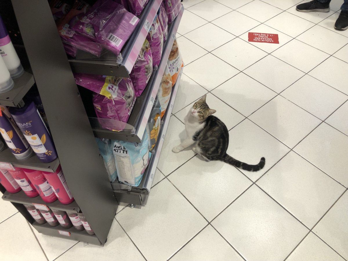 Kadıköy de bir kedi, girdiği markette kendine zorla mama aldırdı #7