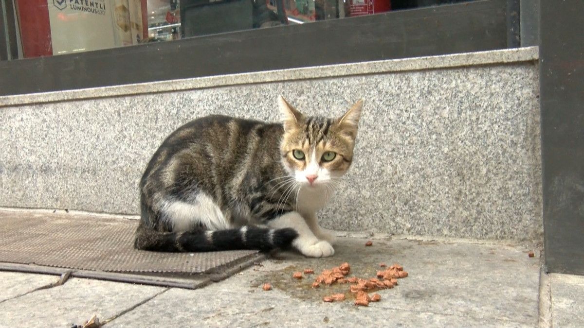 Kadıköy de bir kedi, girdiği markette kendine zorla mama aldırdı #8