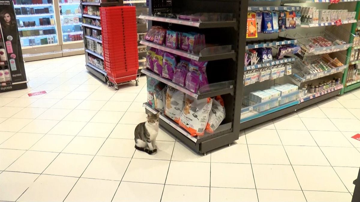 Kadıköy de bir kedi, girdiği markette kendine zorla mama aldırdı #2