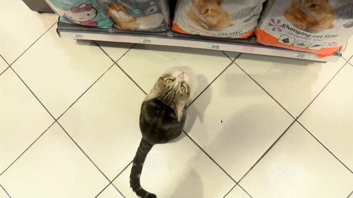 Kadıköy de bir kedi, girdiği markette kendine zorla mama aldırdı #4