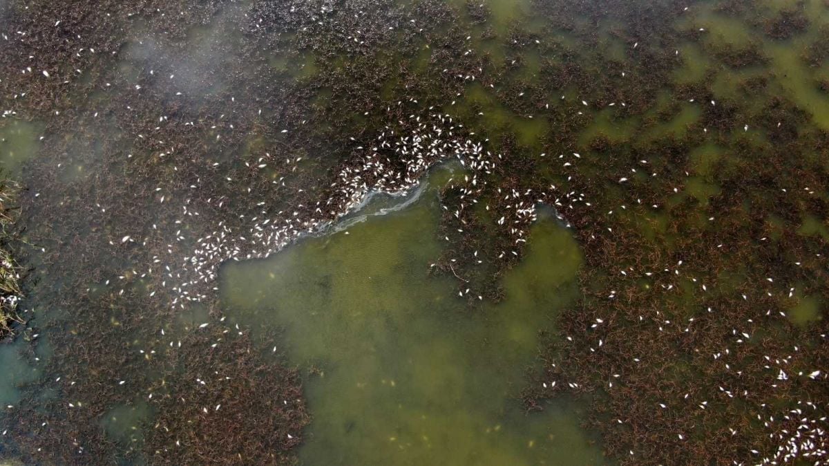 Sivas ta çevre felaketi: Çekilen Ulaş Gölü nde yüzlerce balık öldü #6