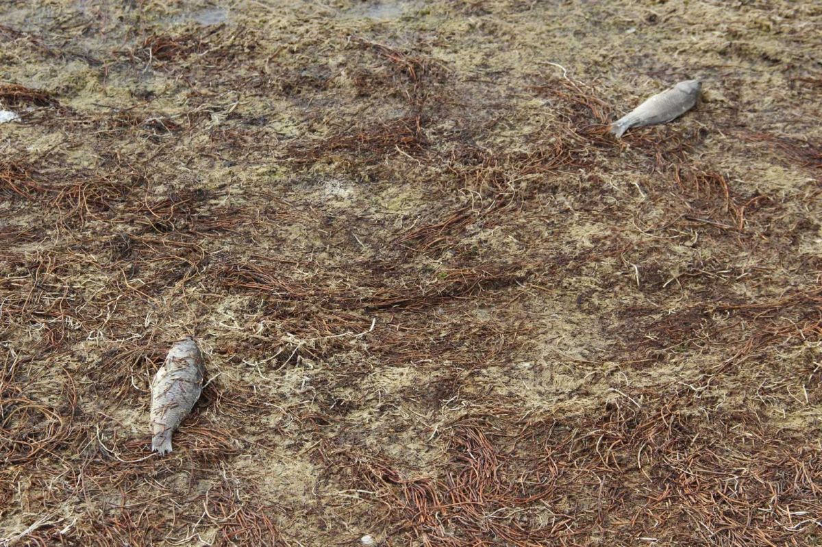 Sivas ta çevre felaketi: Çekilen Ulaş Gölü nde yüzlerce balık öldü #11