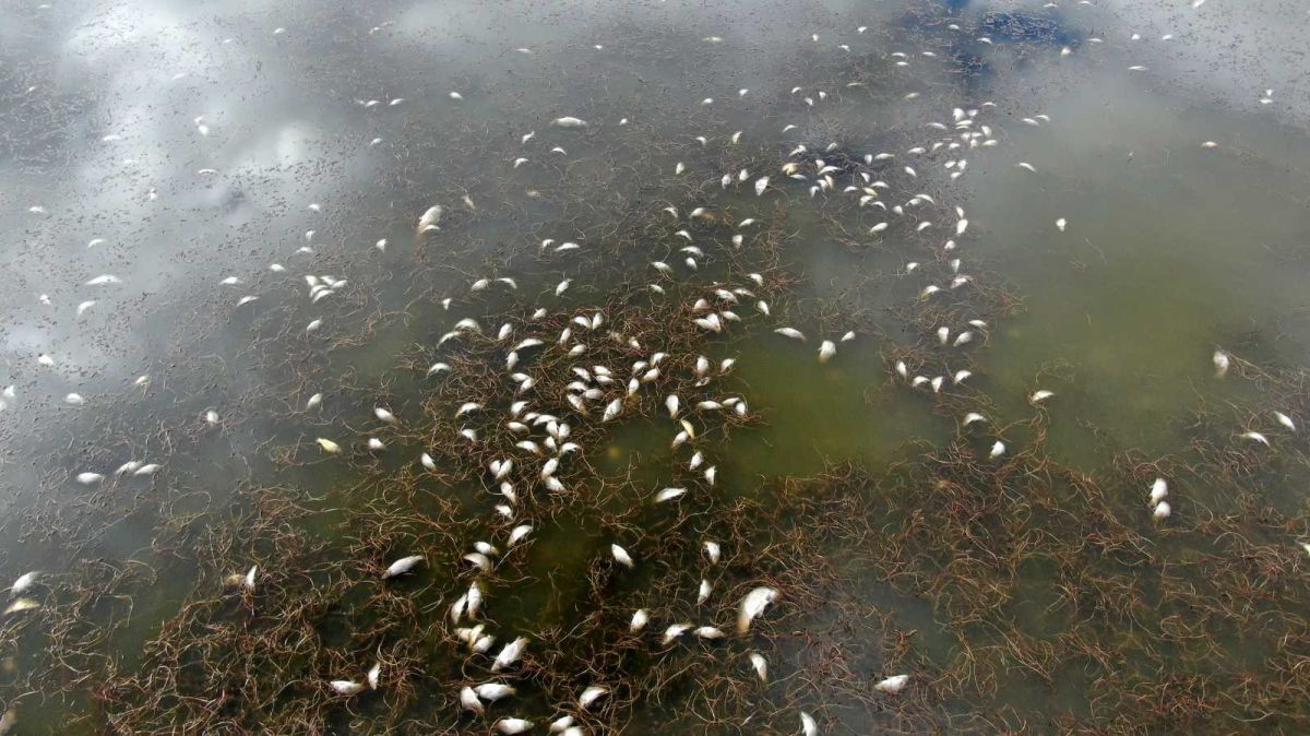 Sivas ta çevre felaketi: Çekilen Ulaş Gölü nde yüzlerce balık öldü #1