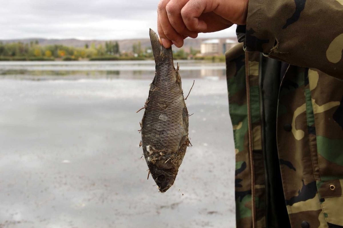 Sivas ta çevre felaketi: Çekilen Ulaş Gölü nde yüzlerce balık öldü #9