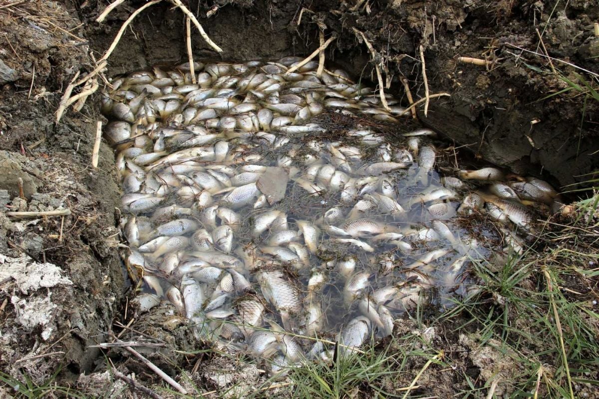Sivas ta çevre felaketi: Çekilen Ulaş Gölü nde yüzlerce balık öldü #4