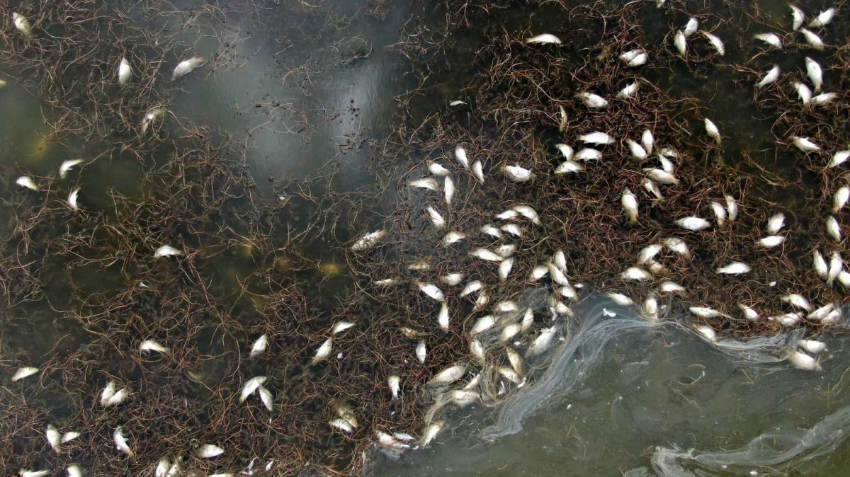 Sivas ta çevre felaketi: Çekilen Ulaş Gölü nde yüzlerce balık öldü #2