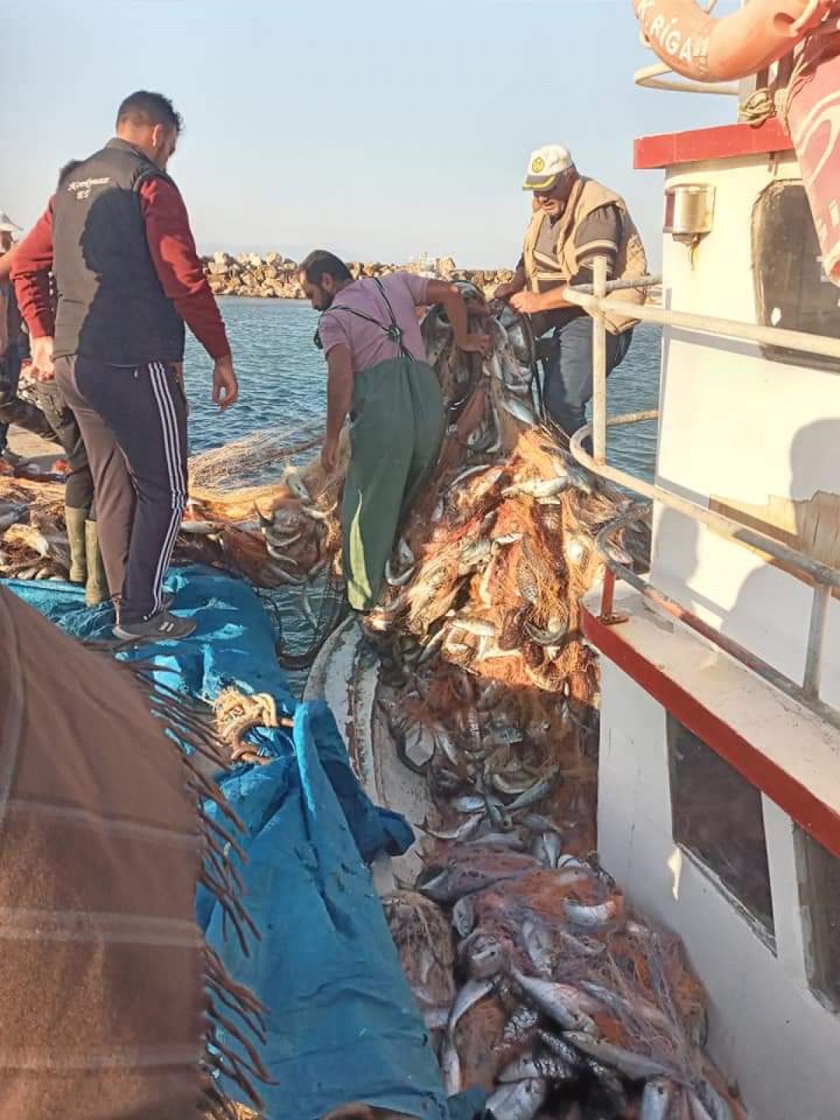 Çanakkaleli balıkçılar 15 bin adet lüfer yakaladı #1