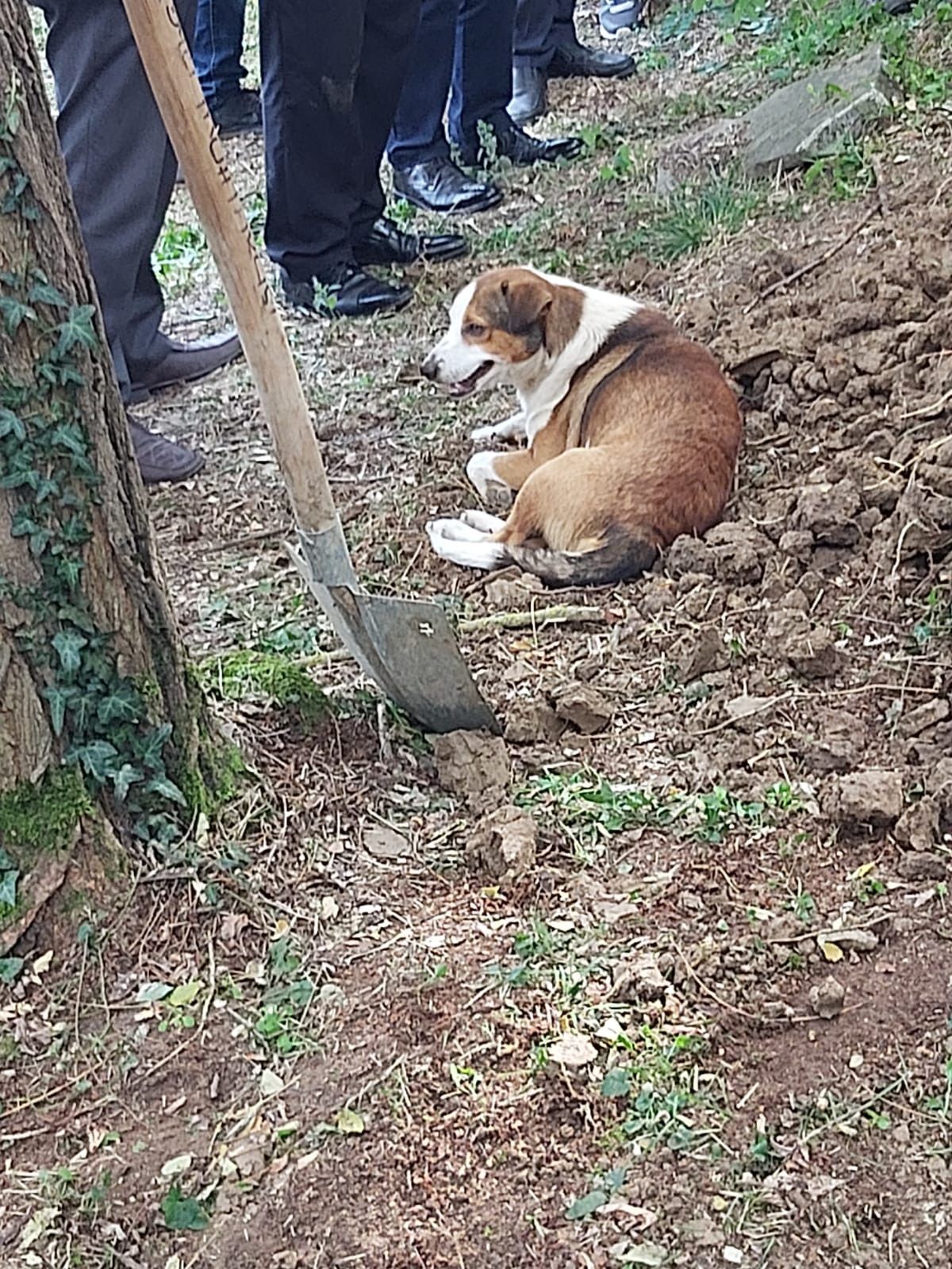 Düzce de sahibi ölen köpek, mezar başında bekledi #3