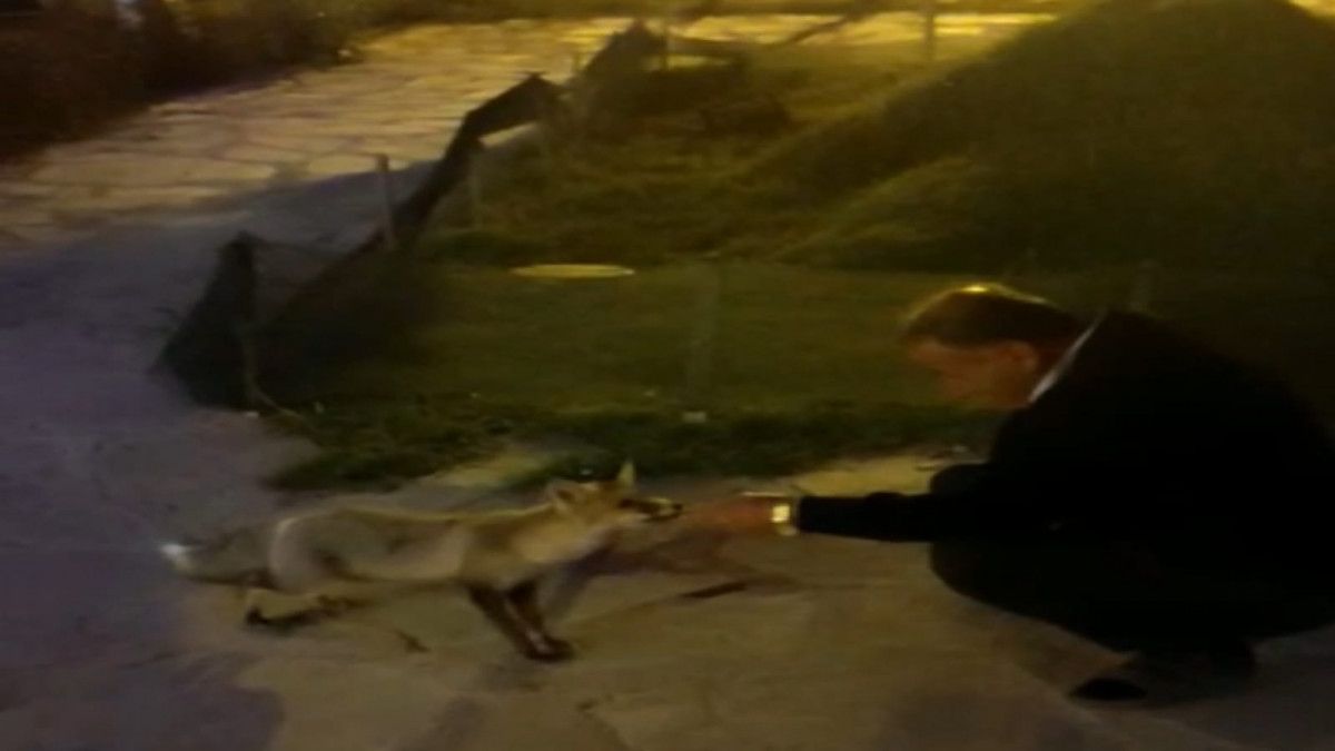 Van da bir kişi tilkileri besleyerek tavuklarını kurtardı #7