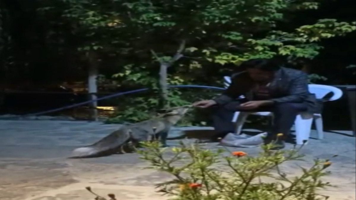 Van da bir kişi tilkileri besleyerek tavuklarını kurtardı #2