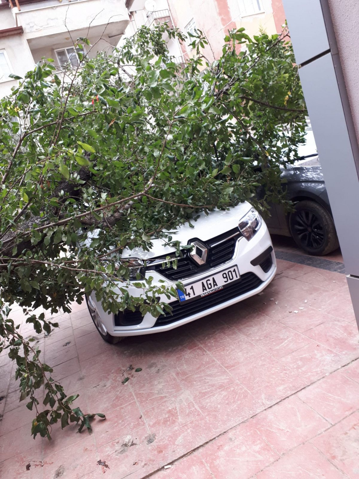 Kocaeli de şiddetli rüzgar ağaçları devirdi #2