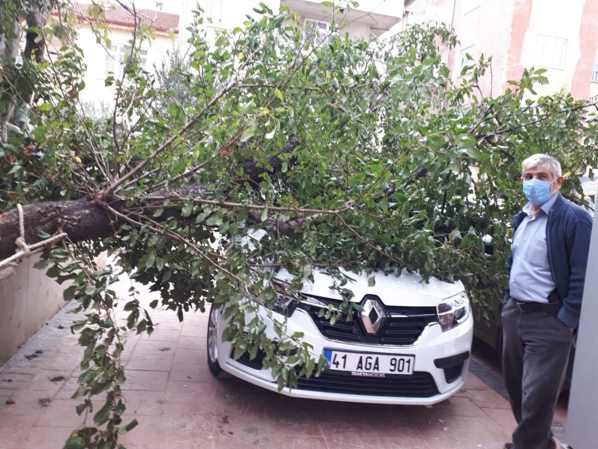 Kocaeli de şiddetli rüzgar ağaçları devirdi #1