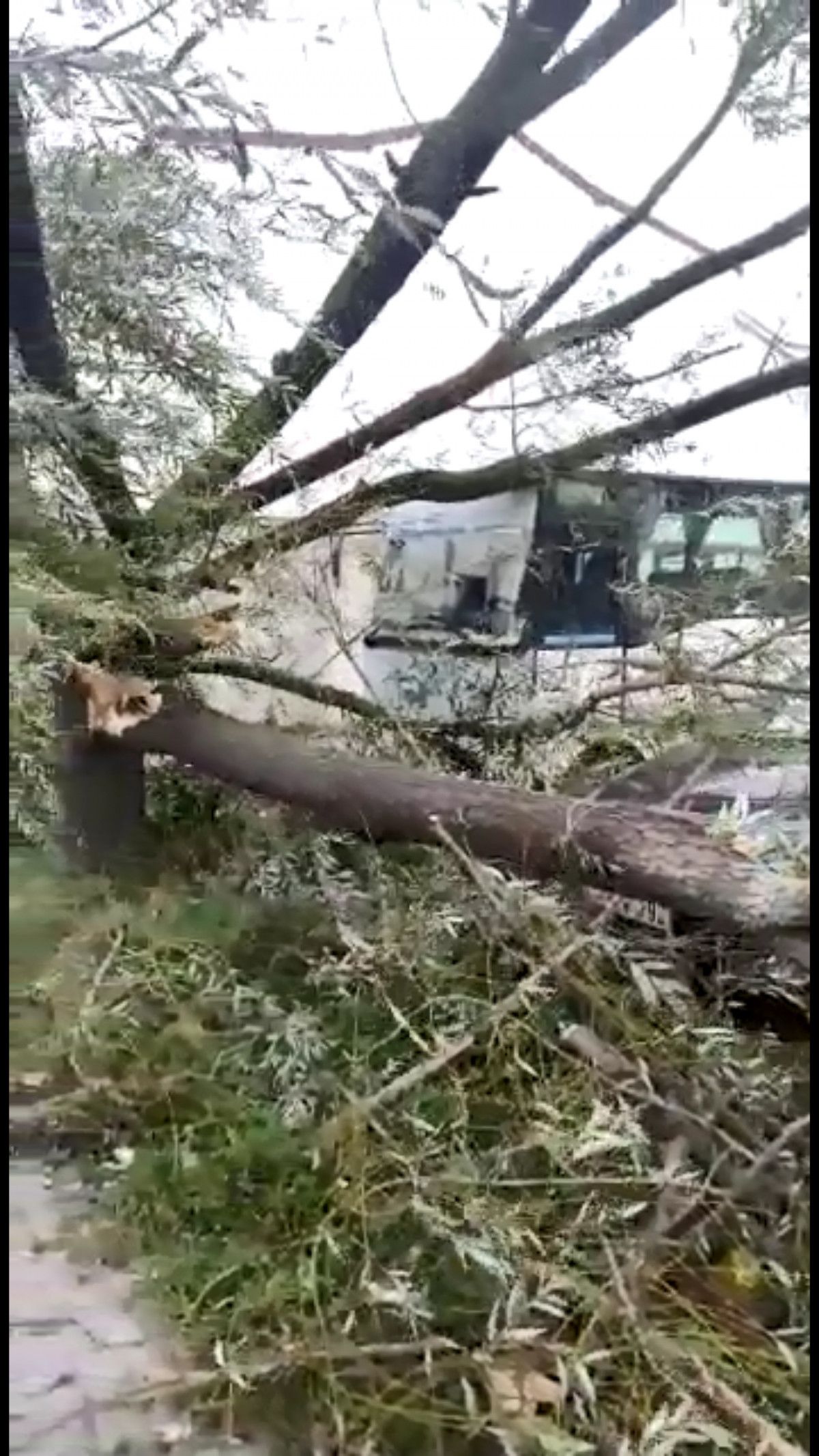 Kocaeli de şiddetli rüzgar ağaçları devirdi #5