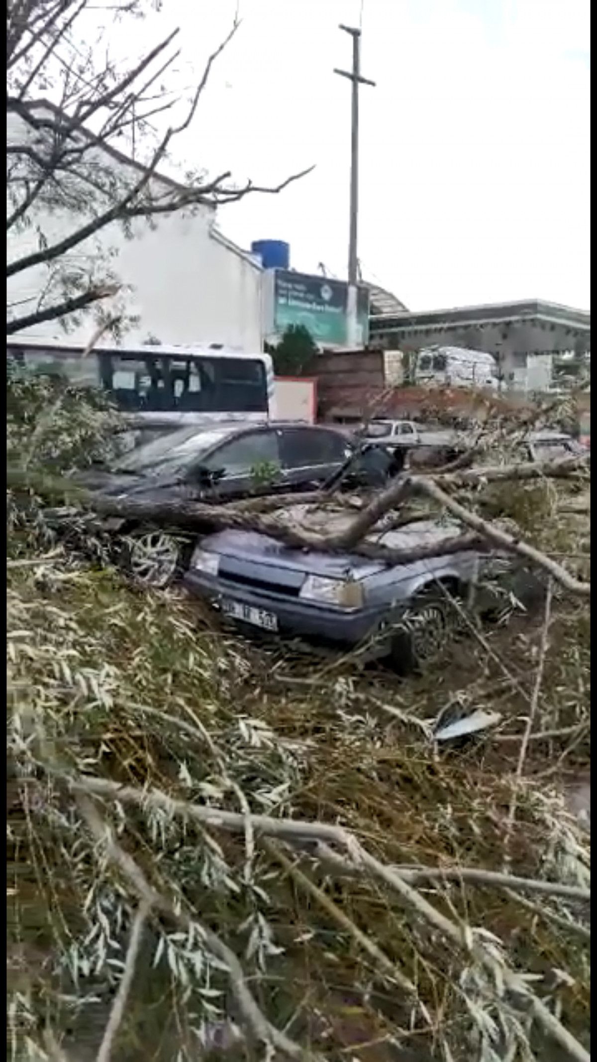 Kocaeli de şiddetli rüzgar ağaçları devirdi #3