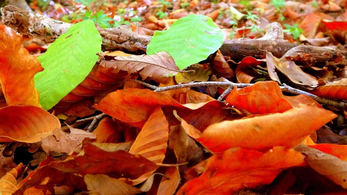Osmaniye’nin gözde bölgesi Dumanlı Yayla #1