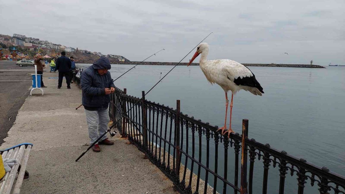 Tekirdağ da göçmeyi unutan leylek, vatandaşlarını ilgi odağı oldu #5