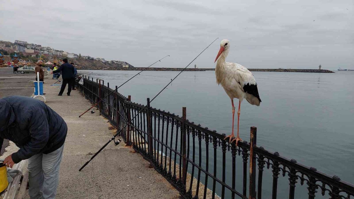 Tekirdağ da göçmeyi unutan leylek, vatandaşlarını ilgi odağı oldu #4