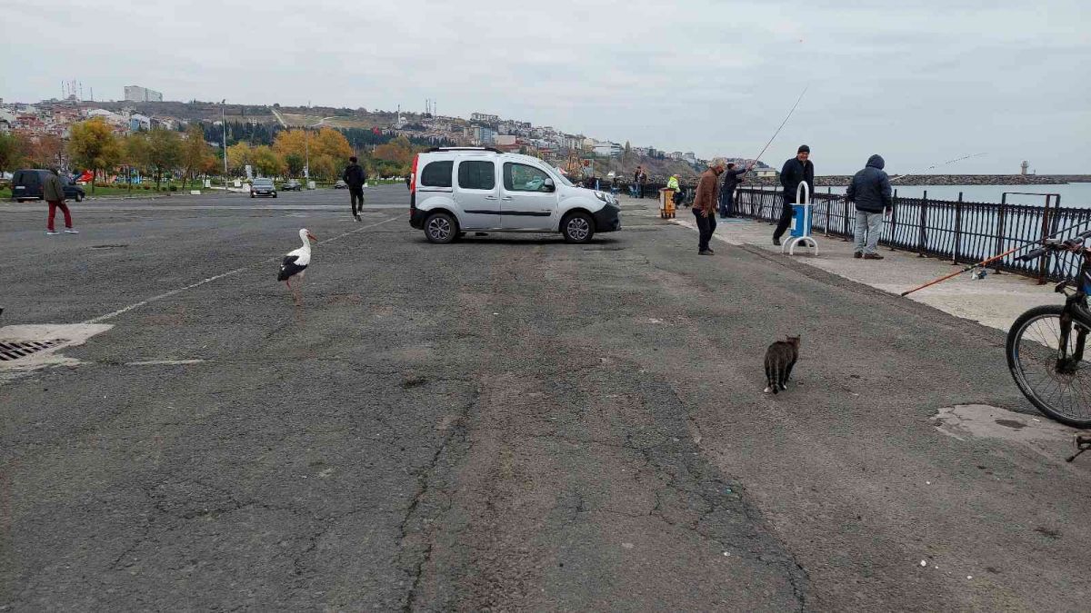 Tekirdağ da göçmeyi unutan leylek, vatandaşlarını ilgi odağı oldu #9