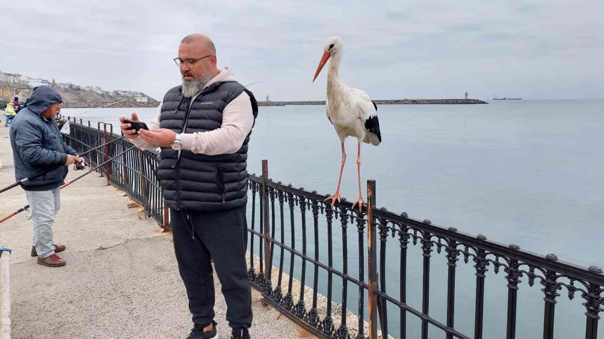 Tekirdağ da göçmeyi unutan leylek, vatandaşlarını ilgi odağı oldu #2