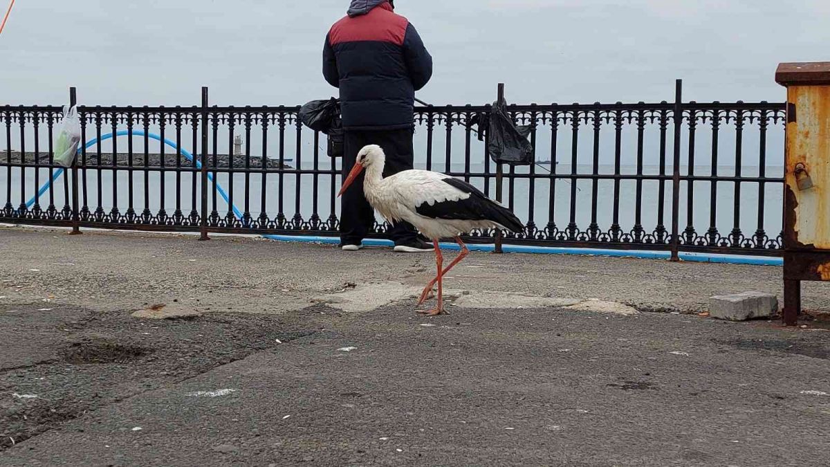 Tekirdağ da göçmeyi unutan leylek, vatandaşlarını ilgi odağı oldu #11