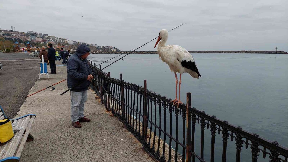 Tekirdağ da göçmeyi unutan leylek, vatandaşlarını ilgi odağı oldu #7