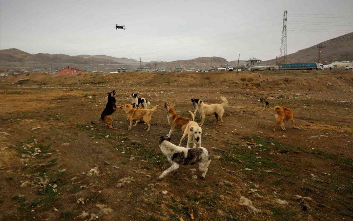 Van da köpekler drone un peşine takıldı #2