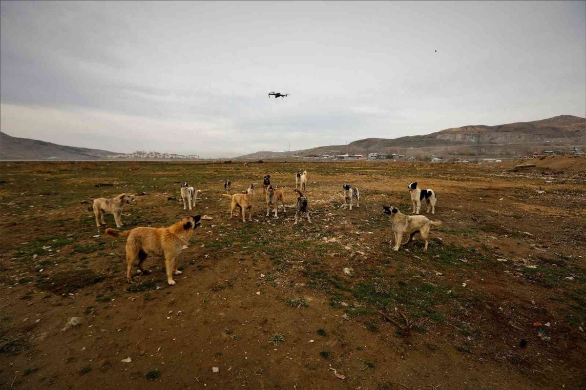 Van da köpekler drone un peşine takıldı #6