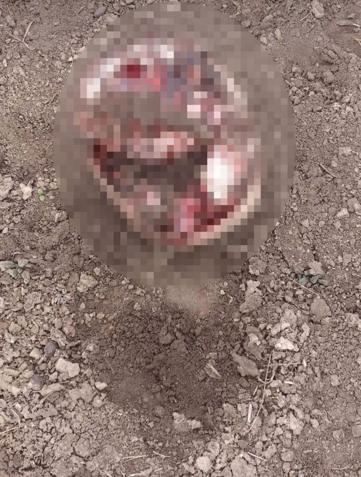 İran sınırında parçalanmış ceset bulundu #5