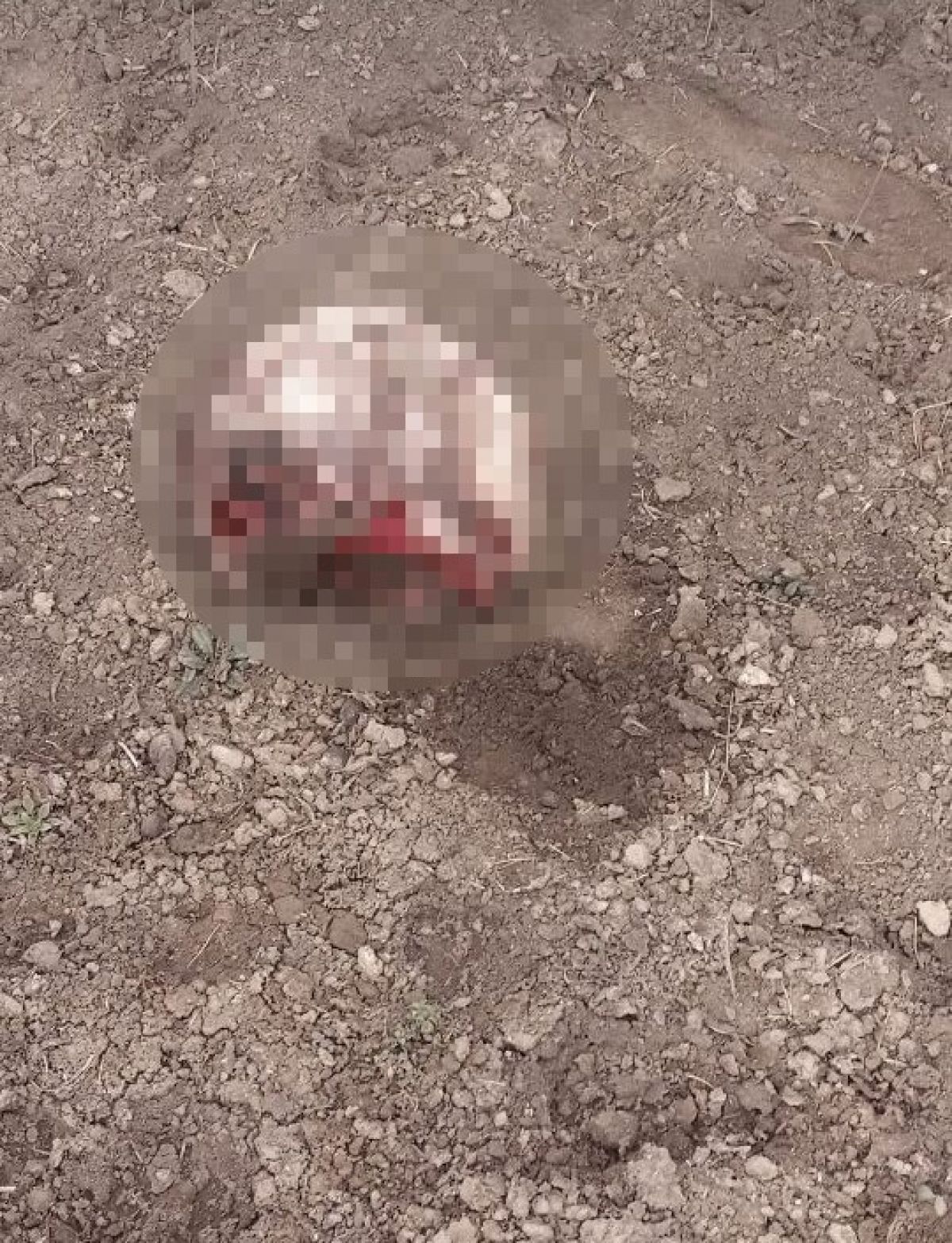 İran sınırında parçalanmış ceset bulundu #1