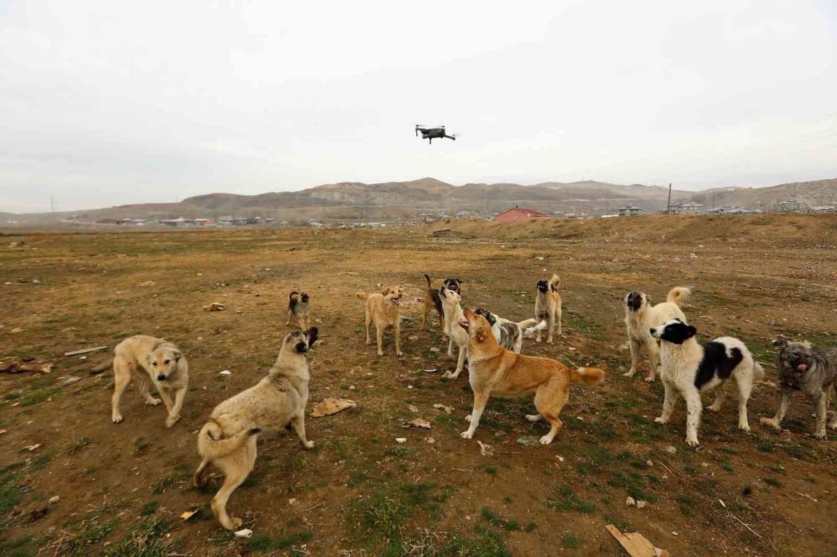 Van da köpekler drone un peşine takıldı #3