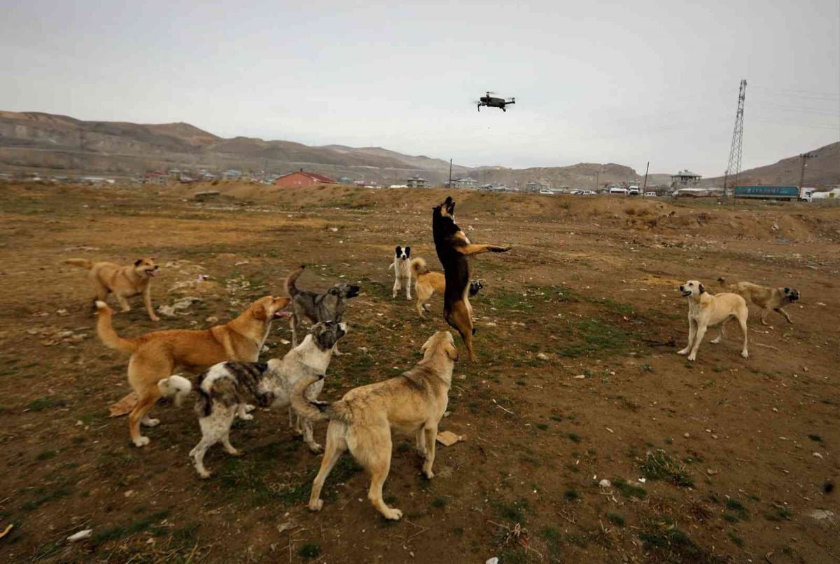 Van da köpekler drone un peşine takıldı #1