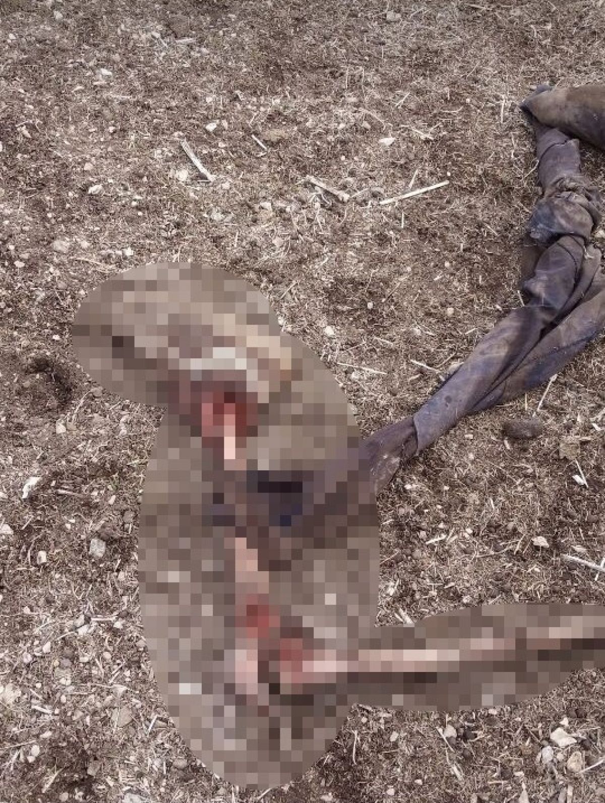 İran sınırında parçalanmış ceset bulundu #6