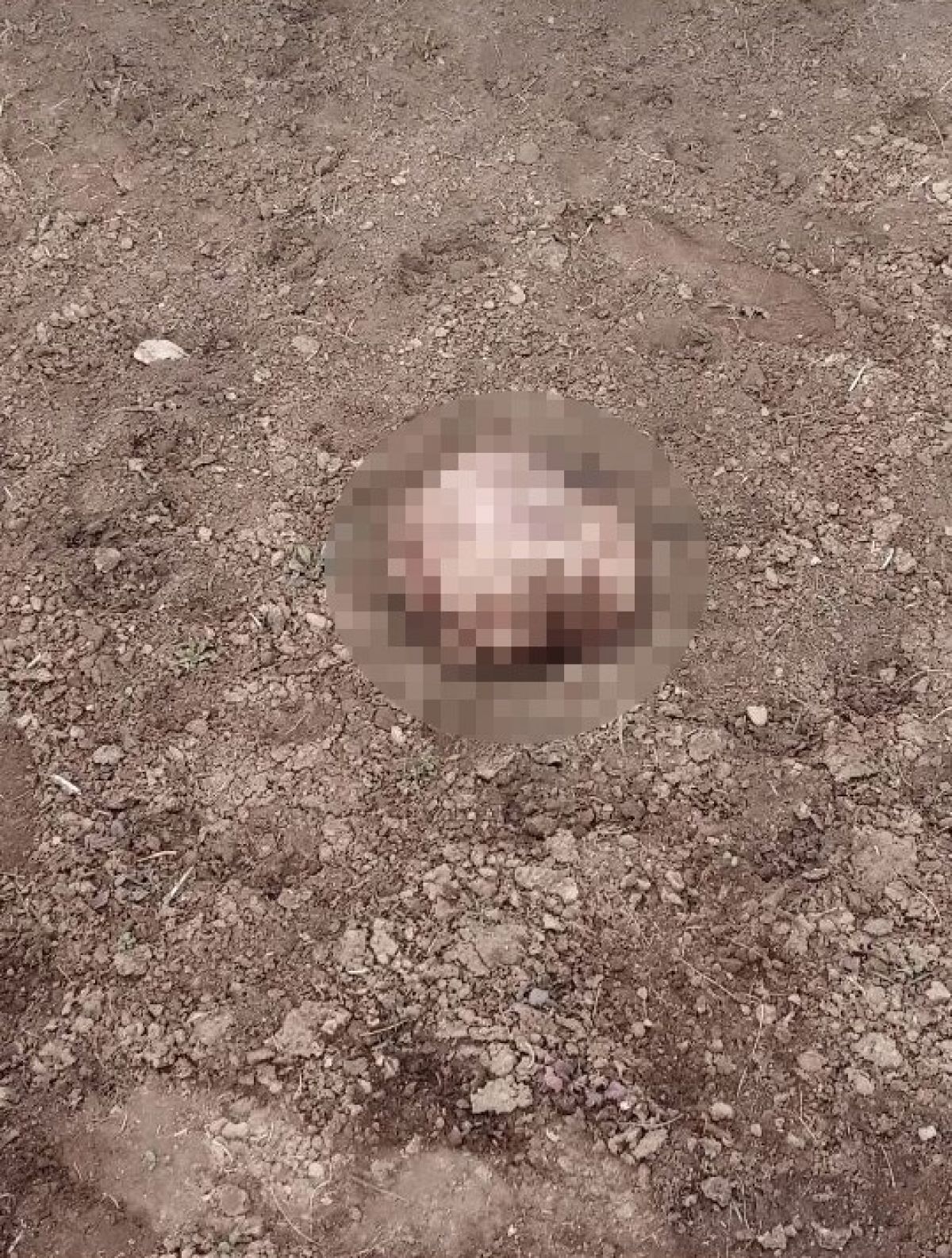 İran sınırında parçalanmış ceset bulundu #2