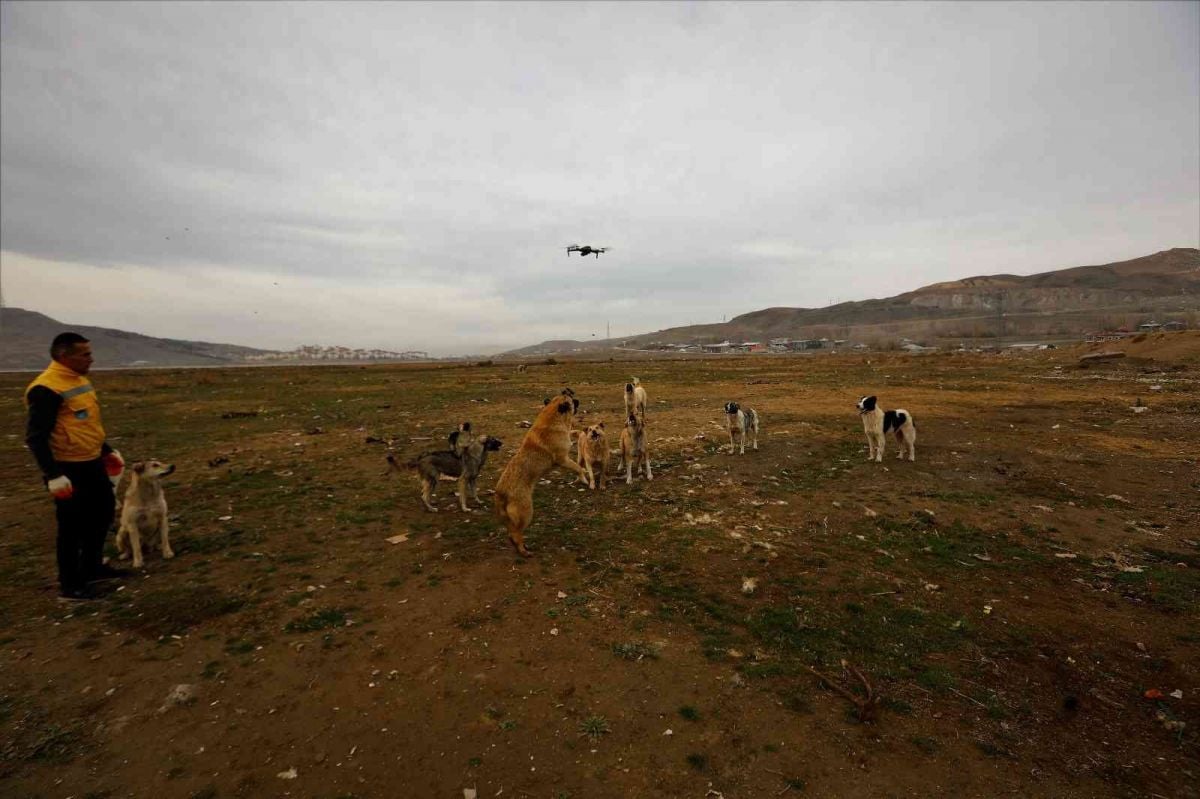 Van da köpekler drone un peşine takıldı #5