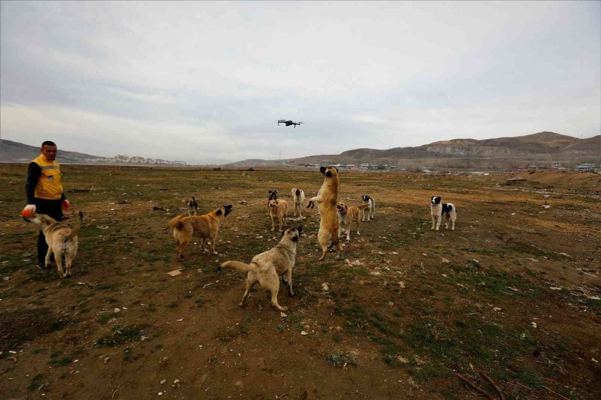 Van da köpekler drone un peşine takıldı #4
