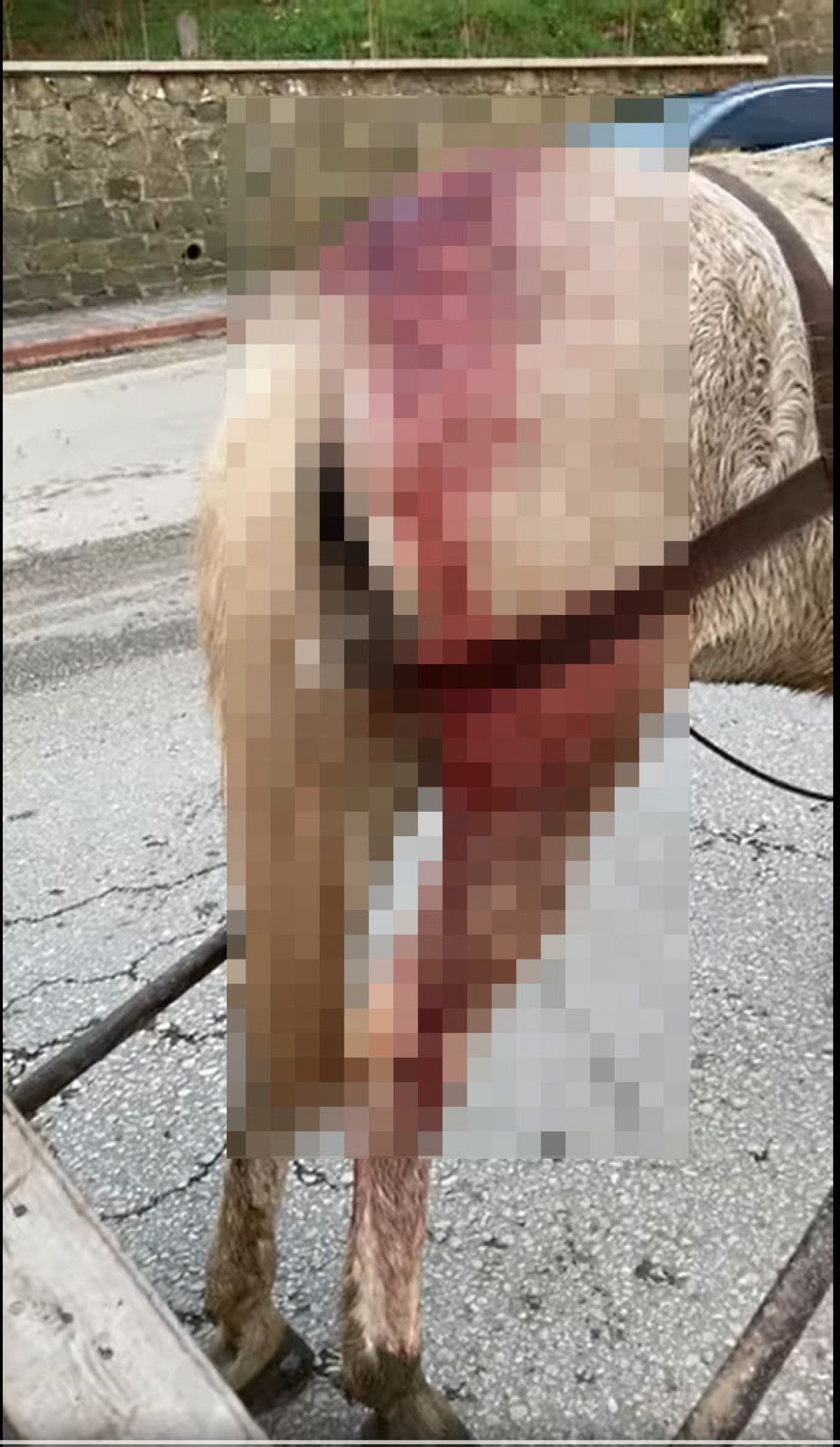 Edirne de kalçasından yaralı ata yük taşıtan adam tepki gördü #2