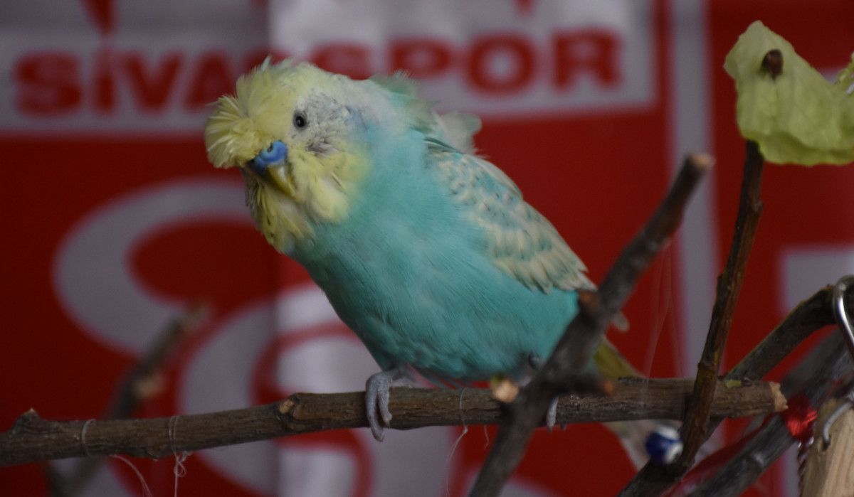 Yiğido adlı muhabbet kuşundan Muslera ya  geçmiş olsun  mesajı #4