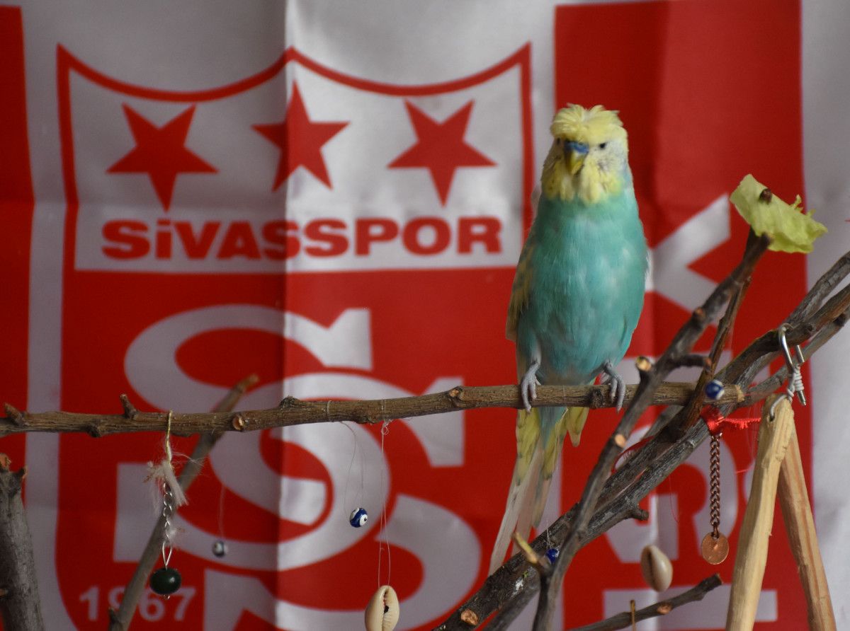 Yiğido adlı muhabbet kuşundan Muslera ya  geçmiş olsun  mesajı #5