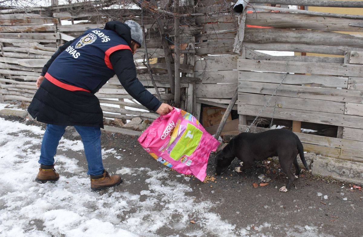 Sivas ta pitbull gezdiren gence 14 bin 982 TL ceza #4