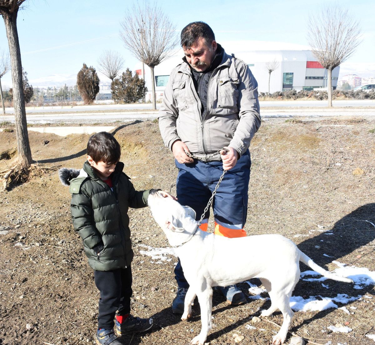 Sivas ta yasaklı köpekler sahipleri tarafından barınağa gönderildi #7