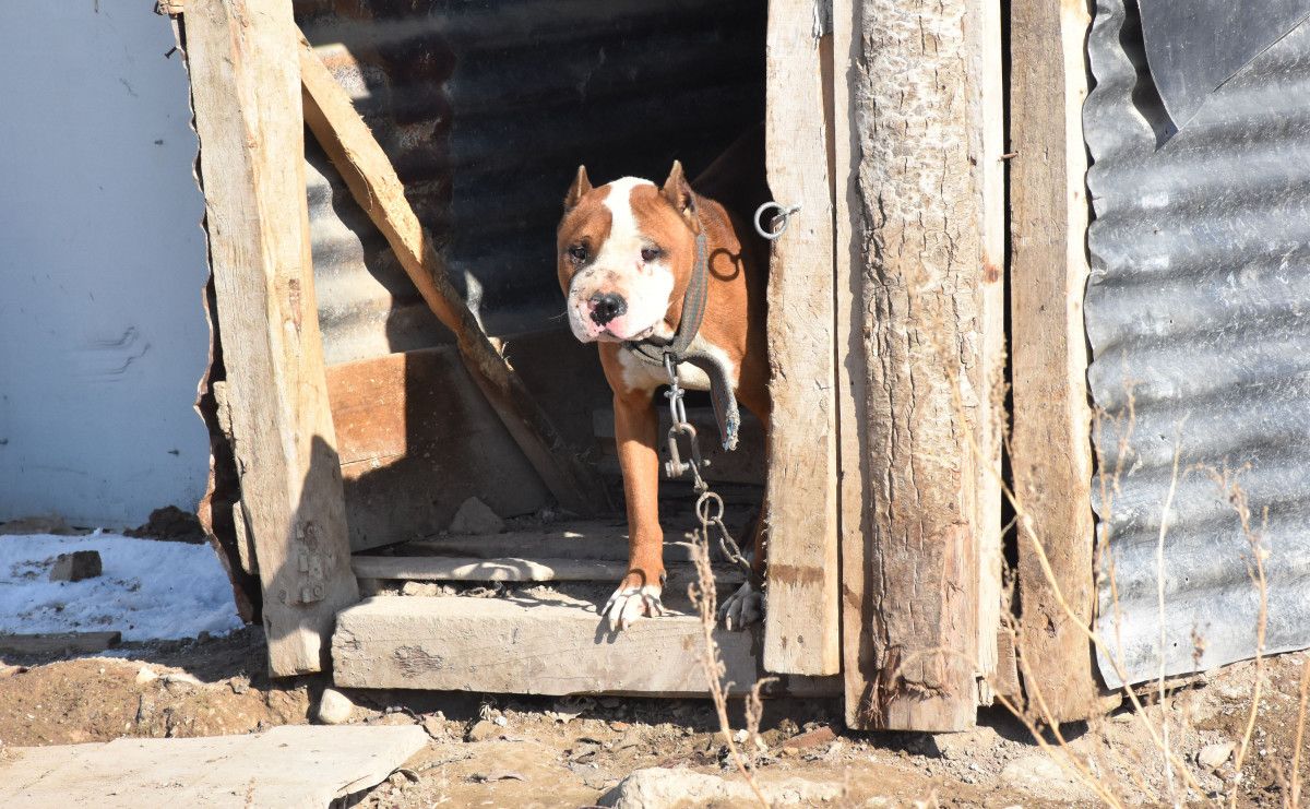 Sivas ta yasaklı köpekler sahipleri tarafından barınağa gönderildi #1